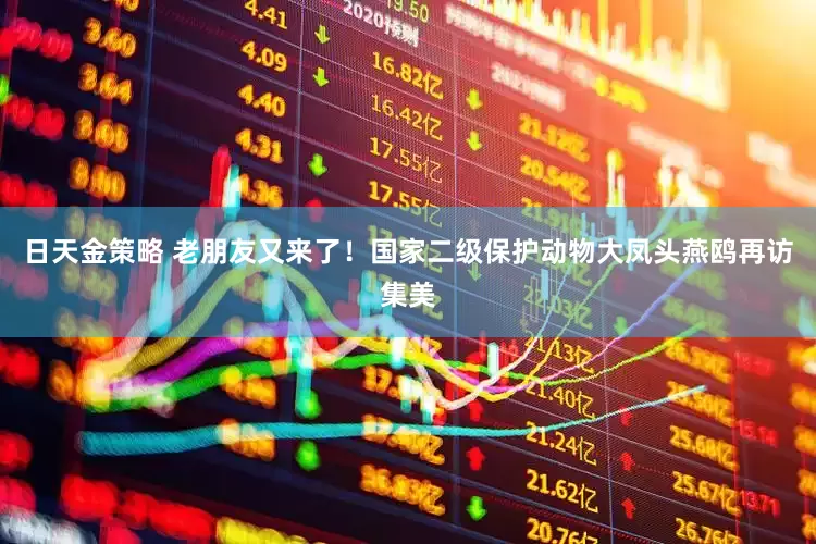 日天金策略 老朋友又来了！国家二级保护动物大凤头燕鸥再访集美
